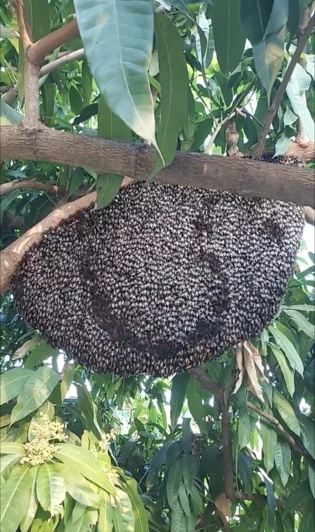 動物 | 橋本ヒネモスのBridge By Bridge